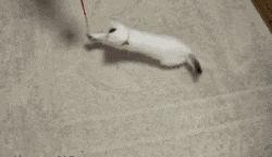 spin cats.gif