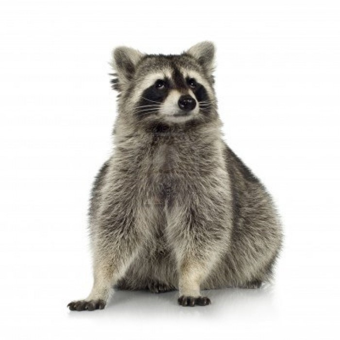 2705772-raccoon-9-months--procyon-lotor-in-front-of-a-white-background