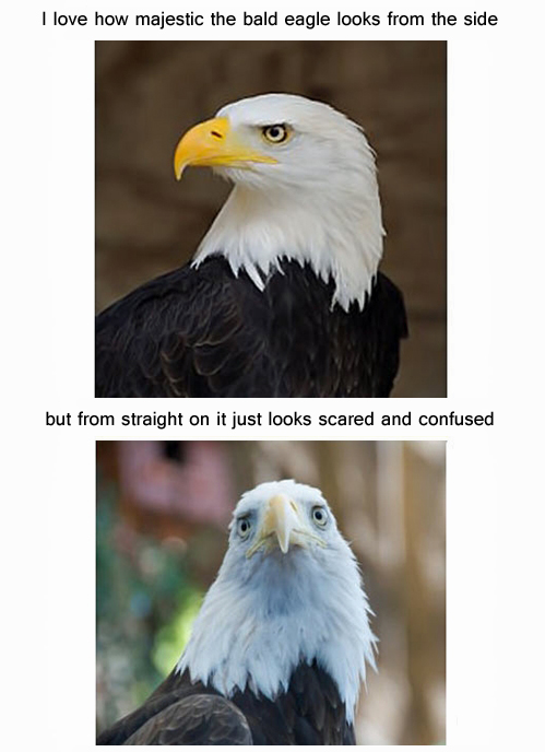 Majestic bald eagle.jpg