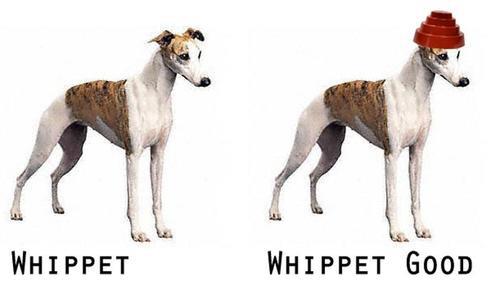Whippet, Whippet Good.jpg