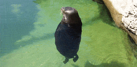 spinning seal.gif