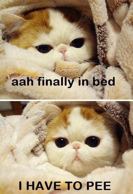finally in bed - I HAVE TO PEE.jpg