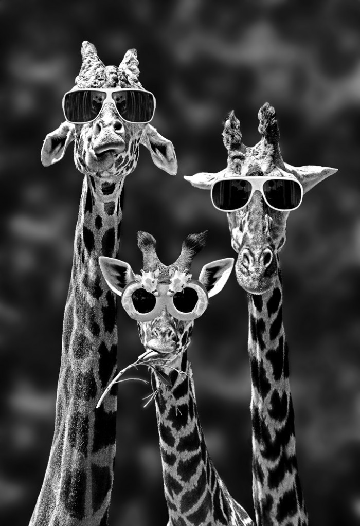 awesome giraffes.jpg