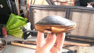 clam tongue in action.gif