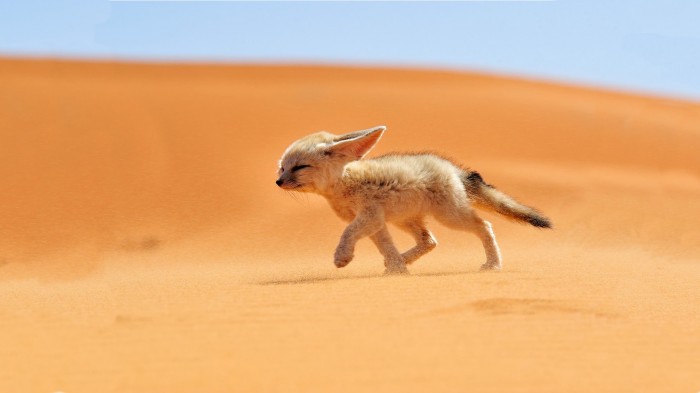 desert fox.jpg