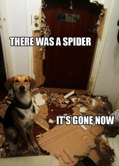 dog vs spider.jpg