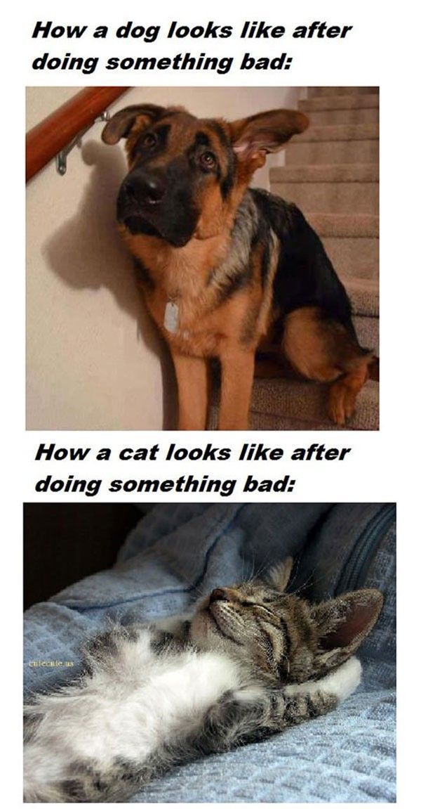 dogs vs cats after doing something bad.jpg