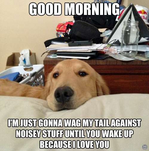 good morning - I'm just gonna way my tail against noisey stuff until you wake up.jpg