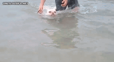 Doggy Swimmer.gif