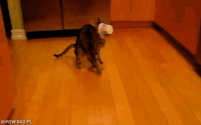 cat cup.gif