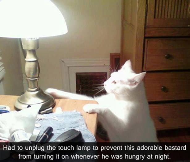 cats vs touch lamps.jpg