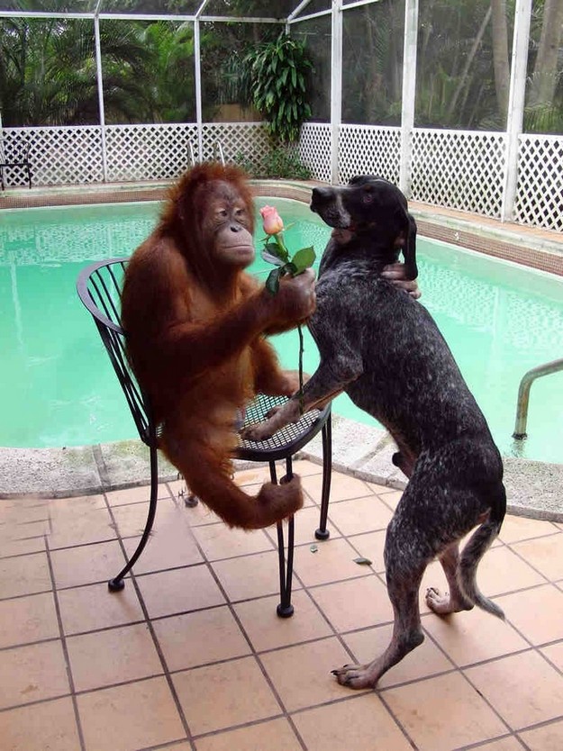 monkey loves dog.jpg