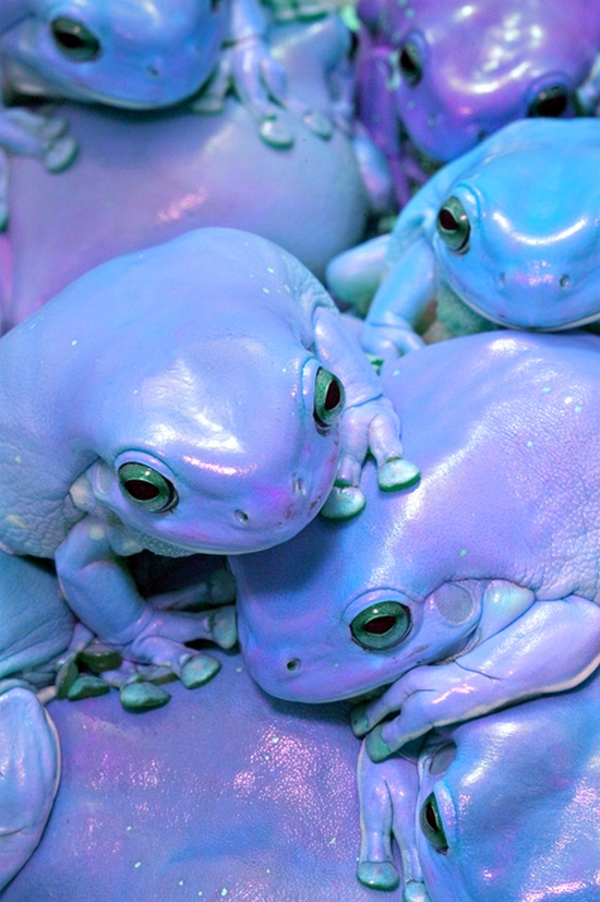 purple frogs.jpg