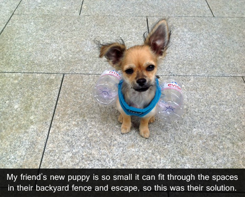 small puppy.jpg