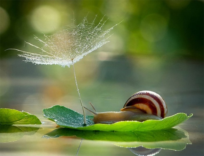 snail paradise.jpg