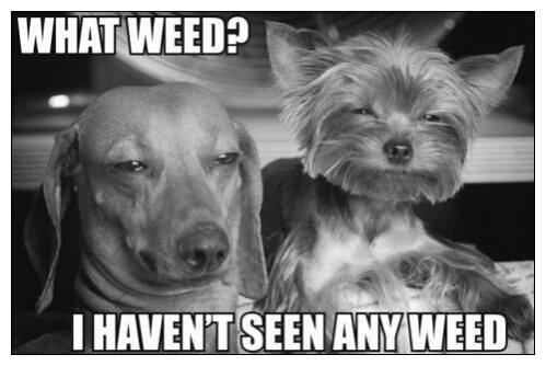 what weed.jpg
