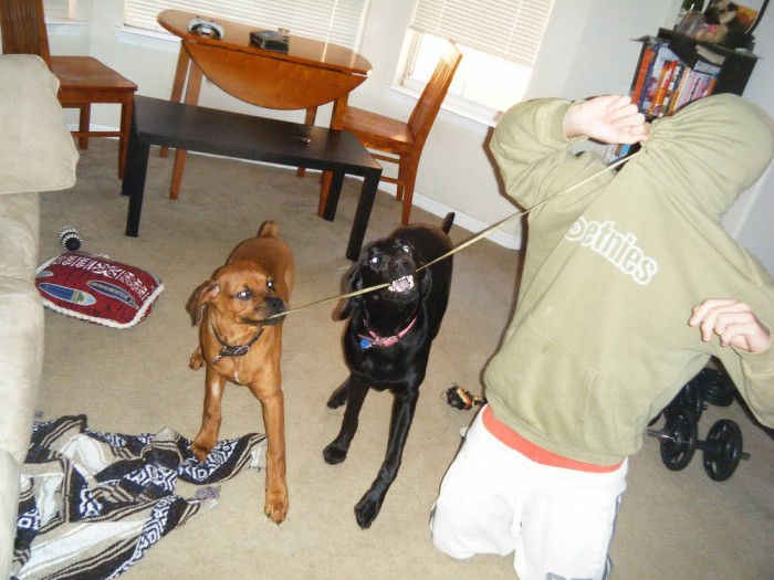 Dog fight.jpg