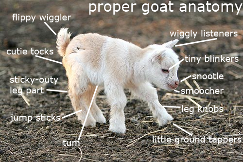 Proper Goat Anatomy.png