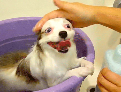 derpy dog is happy.gif