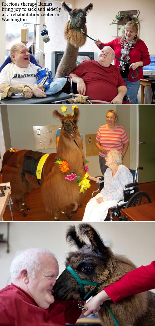 therapy llamas.jpg