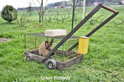 lawn mower.jpg
