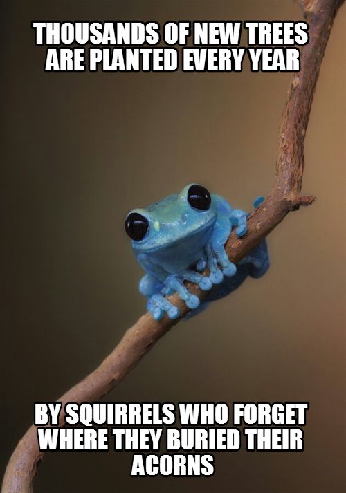 squirrels are forgetful.jpg