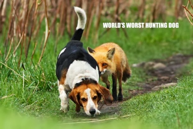 worlds worst hunting dog.jpg