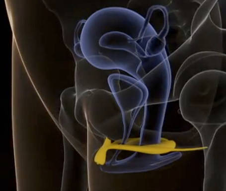 Internal anatomy of the clitoris.jpg