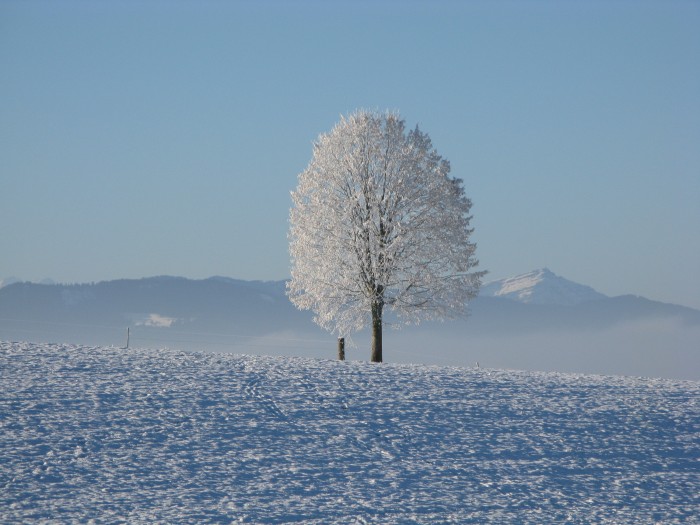 Winter Tree.jpg