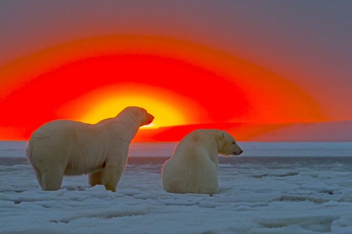 polarbears in the sun.jpg