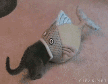 Fish eats cat.gif