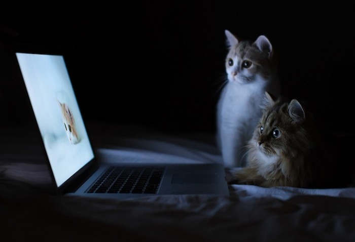 Kittens watching Laptop.jpg