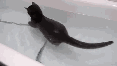 bath cat.gif