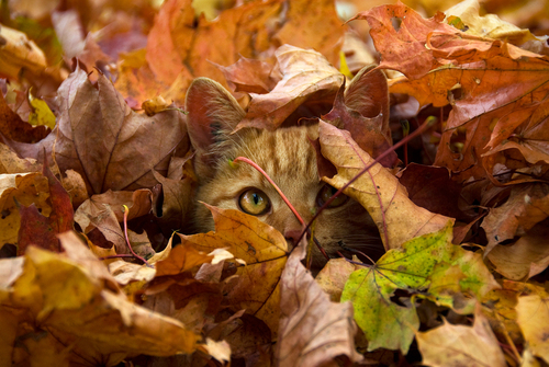 leaf Cat.jpg