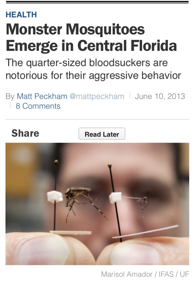 monster mosquitoes in florida.jpg
