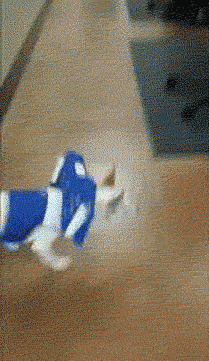 blind dog getting used to his new walking aid.gif