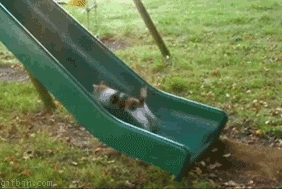 running cat on a slide.gif