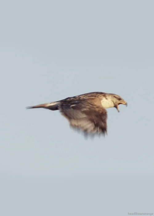 Hawk in Flight.gif