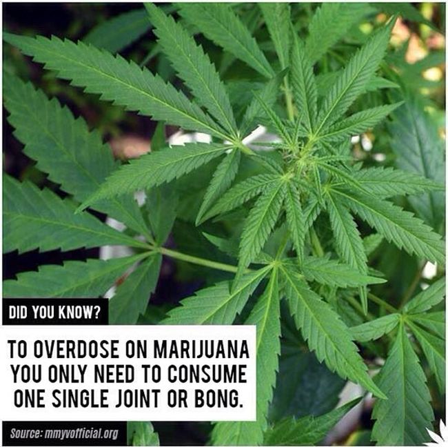 Overdose on Marijuana.jpg