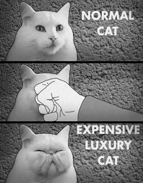 normal cat vs luxury cat.jpg