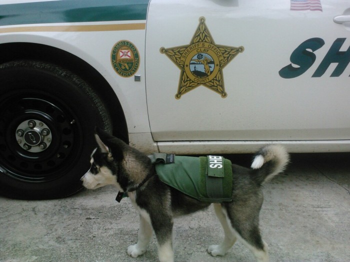 sheriff dog in training.jpg