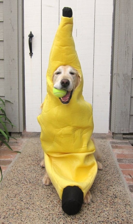 banana dog.jpg
