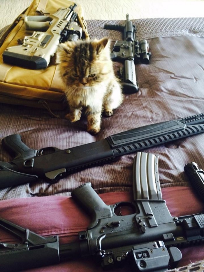 military kitty.jpg