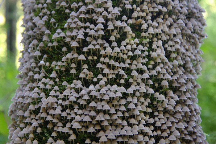 mushroom tree.jpg