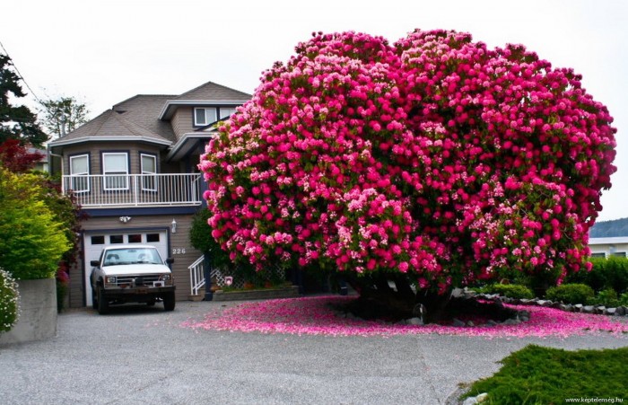 pink bush.jpg
