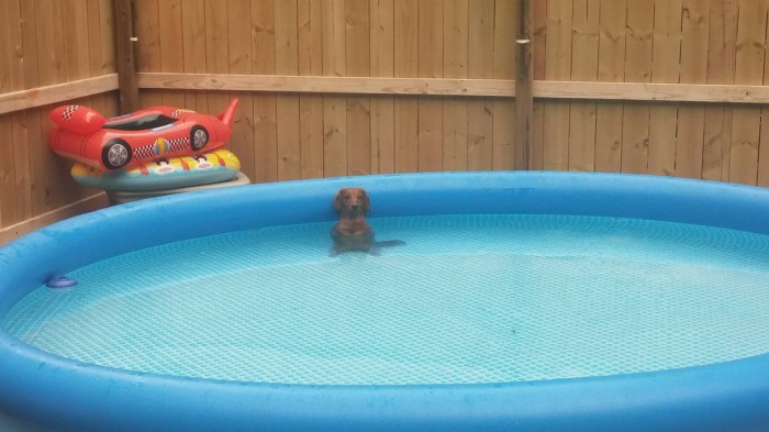 solo dog in pool.jpg