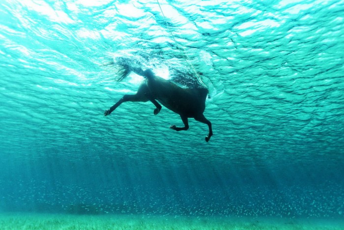 underwater horse.jpg