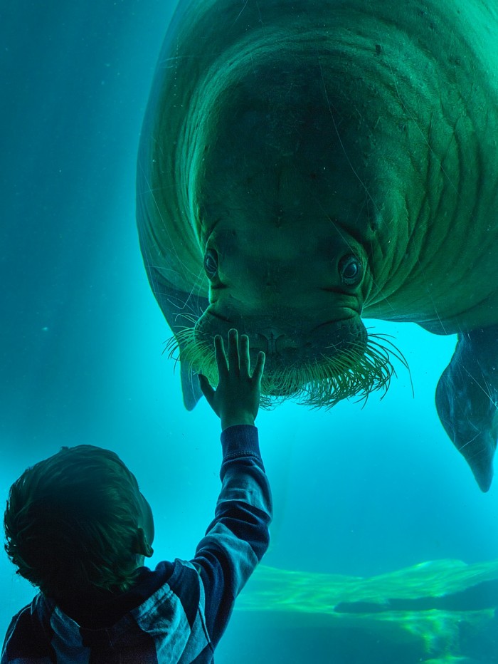 walrus and kid.jpg