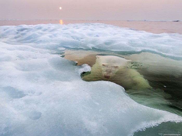 water bear.jpg