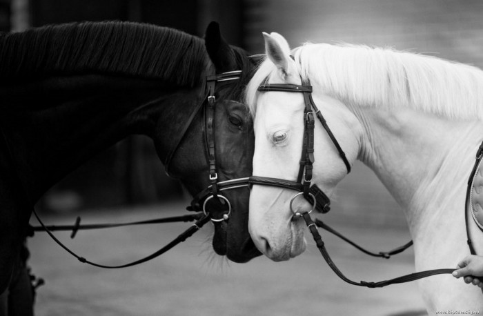white and black horses.jpg